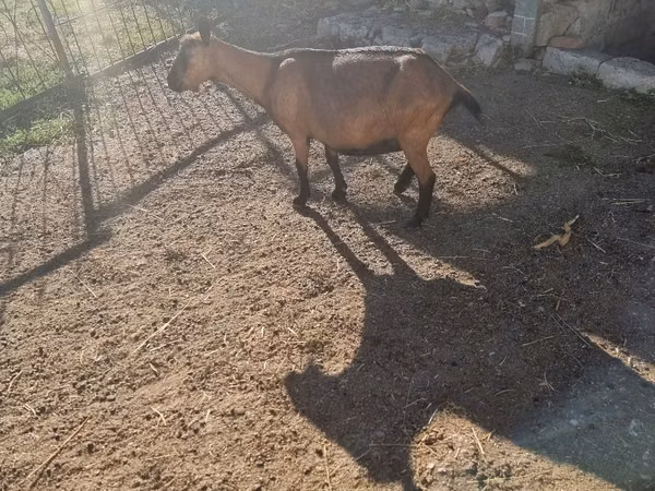 Goat, Goats — Moldova