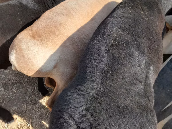 Ram, Sheep