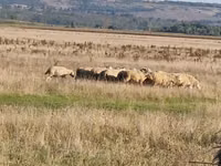 Sheep, Sheep — photo 5