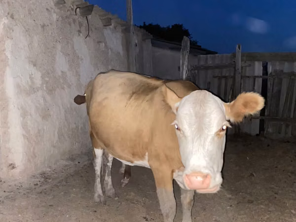 Cow, Latvian Blue cattle — Kazakhstan