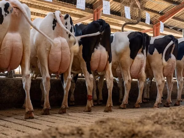 Cow, Holstein breed — Poland