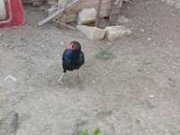 Chickens — عکس 4
