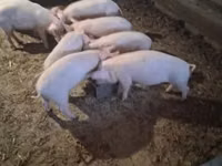암퇘지 — 사진 2