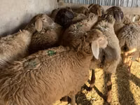 雌羊, Arashan sheep — 写真 7