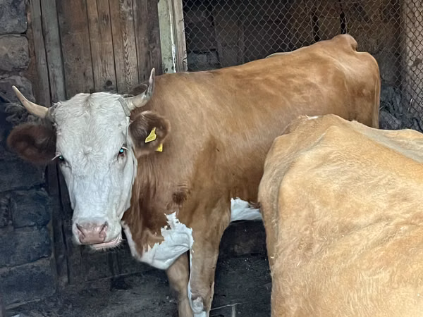 Vache, Simmental cattle — Kazakhstan