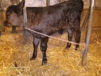 Bull, Aberdeen-Angus — photo 2