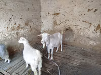 Ged, Saanen goat — foto 5