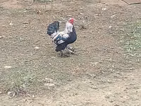 Bantam Jepun — foto 7
