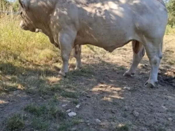 Bull, Charolais cattle — United Kingdom