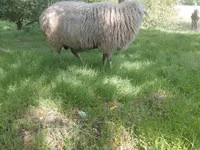 Ram, Sheep — photo 1