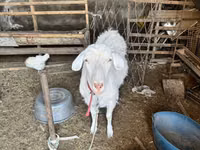 Echki, Alpine goat — 1-rasm