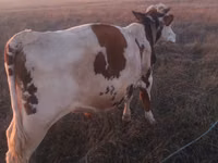Bull, Cattle — photo 3