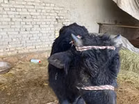 Dibi, Aberdeen-Angus — sawirka 2