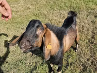 Kambing jantan, Goats — foto 4