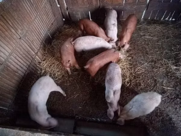 Prasnice, Prasata — Maďarsko