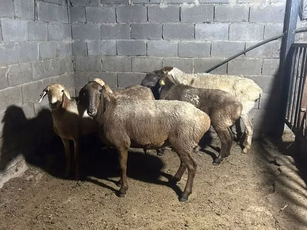 Ram, Sheep — Kazakhstan