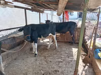 Бух, Үхэр мал — 5 зураг