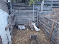 Ducks — புகைப்படம் 3