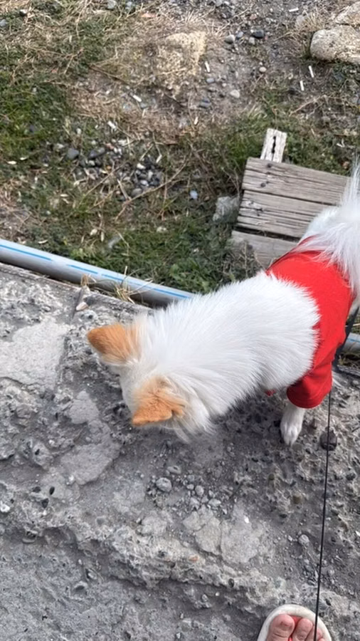 Ev itidir mehribandir eşyalarıda var