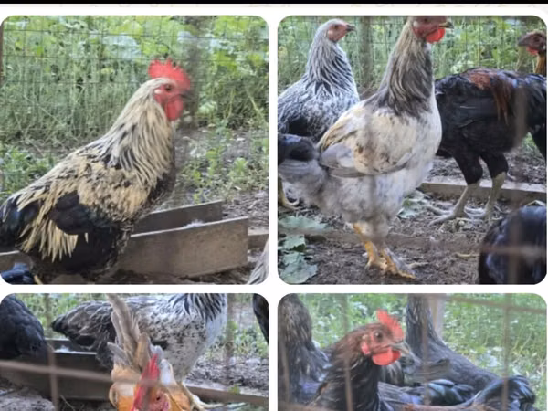 Chickens — Kazahstan