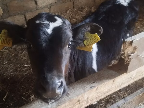 Bik, Russian Black pied cattle — Азербејџан