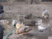 Ducks — foto 2
