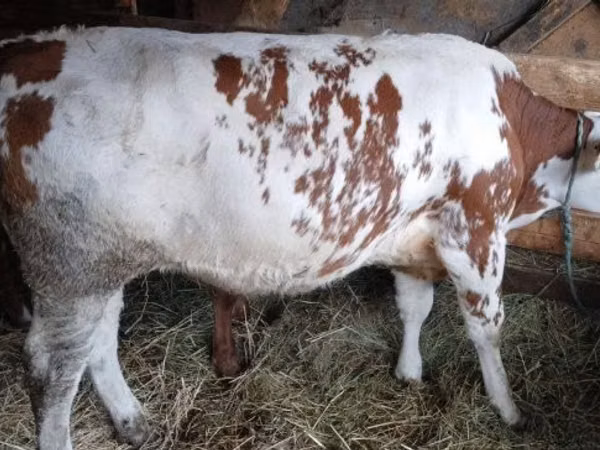 Cow, Simmental cattle
