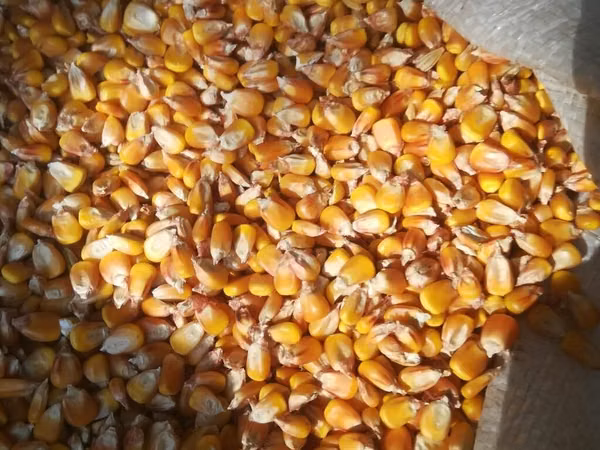 Кукурузу продам, замешкована 5 тонн цена 25сом кг в мешках, сухая, не