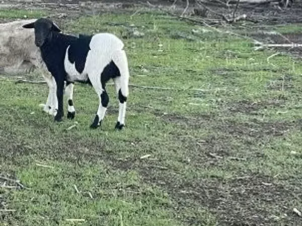 Қошқар, Dorper sheep