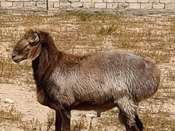 Ram, Arashan sheep — Kazakhstan