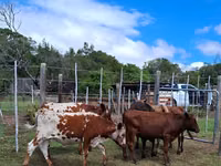 Կով, Nguni cattle — լուսանկար 6