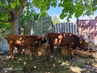Bull, Cattle — photo 4