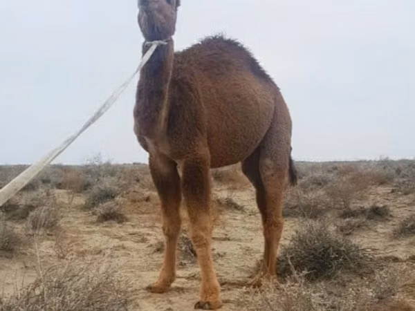 Camel, Kazakh Bactrian camel — Kazakhstan