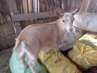 Kambing betina, Goats — foto 1