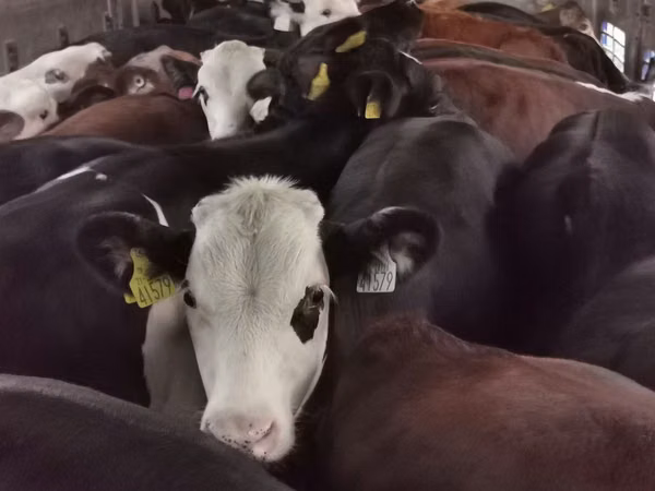 Bull, Cattle