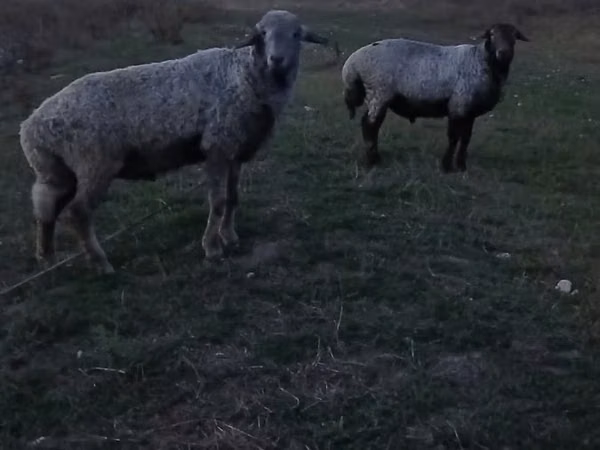 Ram, Sheep — Moldova