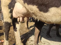 گاو ماده, Russian Black pied cattle — عکس 2