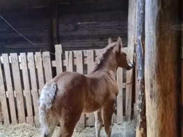 Mare, Horses