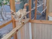 Chickens — 5 зураг