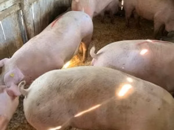 Scrofa, 