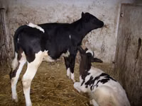 公牛, Russian Black pied cattle — 照片 5
