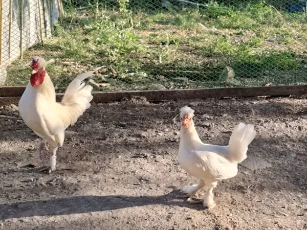 Chickens