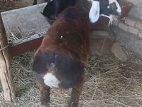 Kambing jantan, Sheep — foto 1
