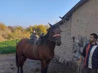 Horse (M), Horses — photo 2
