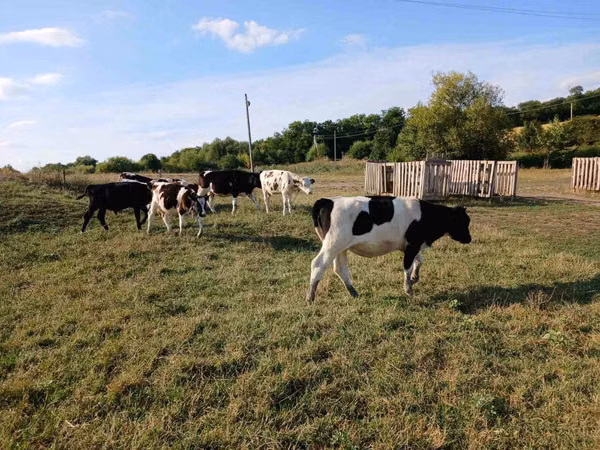 Bull, Russian Black pied cattle