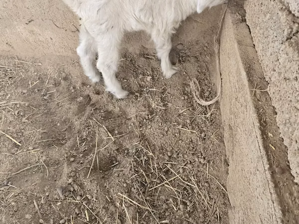 Goats (batch, sex not specified), Goats — Uzbekistan