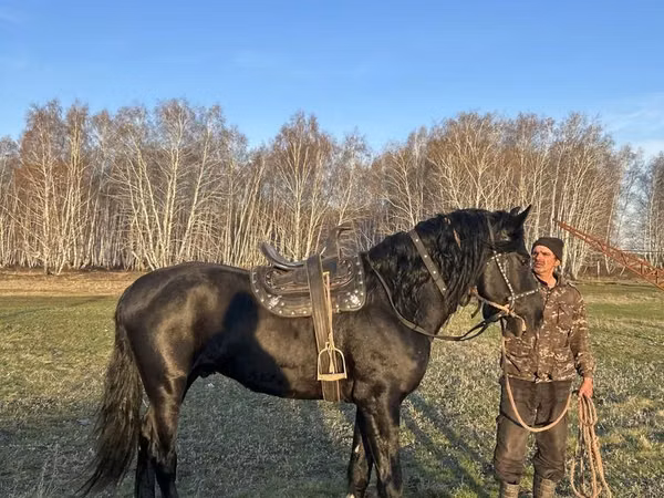 Horse (M), Kustanai horse — Kazakhstan