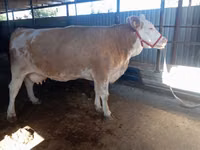 วัวตัวเมีย, Simmental cattle — รูปภาพ 5