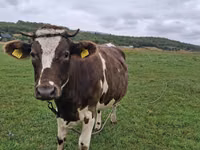 Cow, Cattle — photo 3