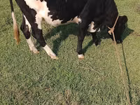 Ko, Holstein-race — foto 6